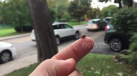 Incredible slow-motion footage of the ladybug taking flight