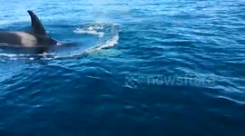 Killer whales hunt dolphin