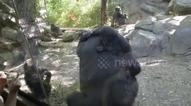 Baby gorilla urinates on mother's back