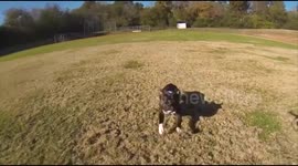 Dog attacks drone