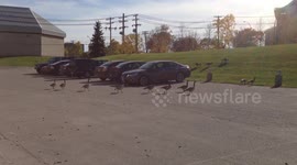 Canadian Geese Preparing to Leave