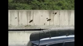 Bees chase bus for 2 kilometres