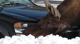 moose licking truck silent version