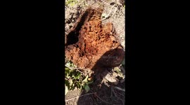 Ants make a home in a hollow wood!