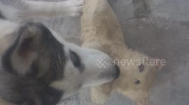 Husky is mad cause i take his doll and try to take it back!