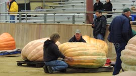 Topsfield Fair Pumpkin Judging
