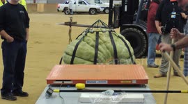 Topsfield Fair Field Pumpkin Weigh In