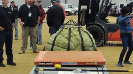 Topsfield Fair Gourd
