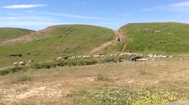 Flock of sheep