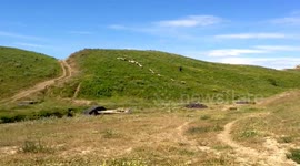 Flock of sheep