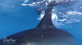 Up close view of Hammerhead taking tuna from fisherman