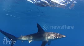 Hammerhead shark steals share of fisherman's tuna catch
