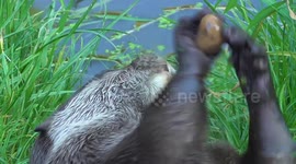 Otter shows off to wildlife park visitors by 'juggling'