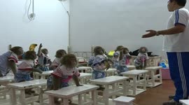 Monkey acting school opens in China for next year's Spring Festival Gala