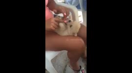 Cuttest Puppy Ever