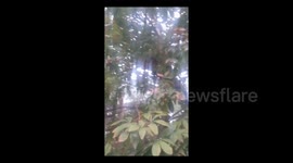 Squirrel carries slice of pizza up tree