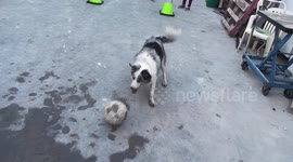 Dog loves playing football