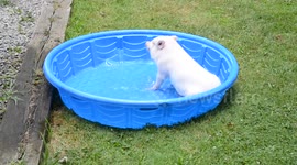 Mini pig let loose in paddling pool