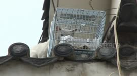 Cat trapped on roof for months finally rescued