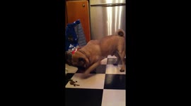 'Polite' pug eats dog food one pellet at a time
