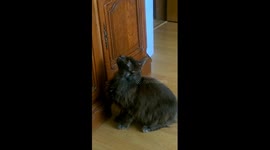 Cats strange sounds when hunting... a fly