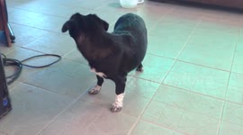 Puppy Chasing her Tail