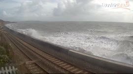 Bird of prey intrigued by our Dawlish Beach Cam