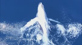 Aerial Footage of Baby Whale Dancing