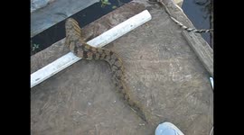 Man gets bitten trying to feed water snake by hand