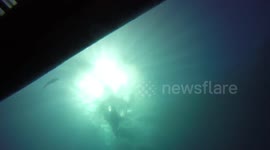 Powerful great white shark filmed breaching the surface from underwater