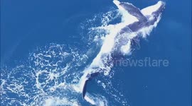 Drone captures baby Whale 'dancing'