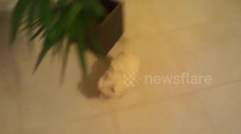 Tiny puppy gets over-excited on first day in new home