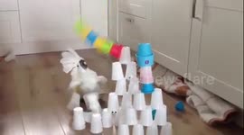 Cockatoo attacks cup pyramid in kitchen