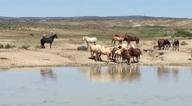 Wild Horses