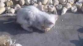 Adorable scruffy kitten snacks on raw corn