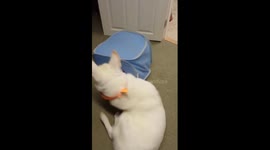 Dog and kitten play hide and seek