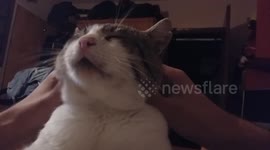 Cat enjoys massage
