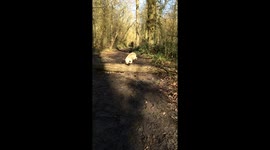 Adorable pug tries and fails to jump over fallen tree