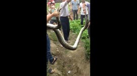 Giant python caught in a field in China