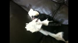 Puppy Mika & her first toy