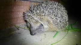 Baby hedgehog in garden
