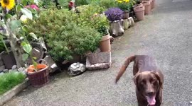 Dog and water bubbles