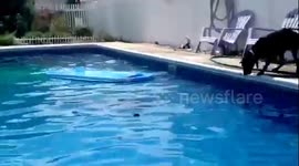 MUST WATCH!        JUST AN AMAZING DOG MOVING A POOL FLOAT TO RETRIEVE A BELOVED BALL!!!