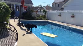 This dog can teach you a thing or two about bodyboarding