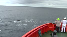 Rescue ship surrounded by killer whales