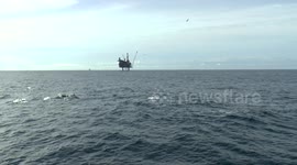 Killer Whales Swimming Past Oil Platform in North Sea