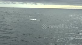 Orca Hunting in North Sea