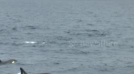 Killer Whales Hunting in the North sea