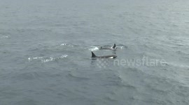Ship Surrounded by Orca in the North Sea