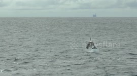 Killer Whale Jumping Near North Sea Oil Rig